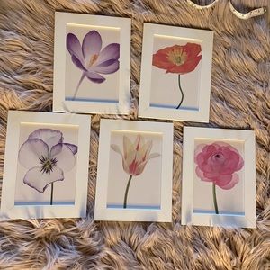 Set of 5 Flower Pics